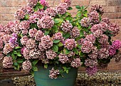 Hydrangea Macrophylla Hortensia