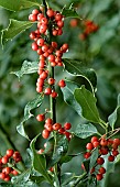 Ilex Aquifolium common Holly tree,