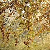 Fagus Sylvatica Beech tree