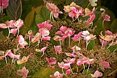 Hydrangea Macrophylla Common Hortensia