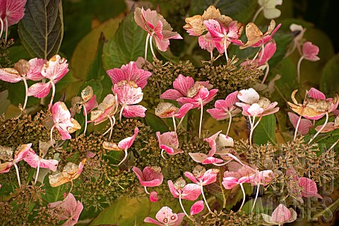 Hydrangea_Macrophylla_Common_Hortensia