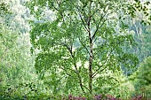 Betula Pendula common Silver Birch