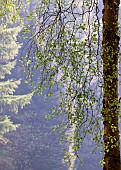 Betula Pendula common Silver Birch