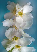 Exochorda x macrantha The Bride  Pearl Bush or Pearlbush