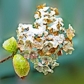 Hydrangea Macrophylla Hortensia