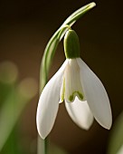 Galanthus Nivalis Snowdrop