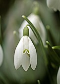 Galanthus Nivalis Snowdrop