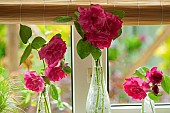 Zephirine Drouhin is a highly fragranced climbing Bourbon Rose, amongst a handful of Roses that are thornless, full blooms of a seductive shade of pink with a beautiful fragrance seen here set on kitchen window shelf in glass vases