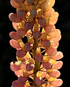 Lupinus Polyphillus Bicolor, Lupin, Lupine