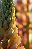 Lupinus Polyphillus Bicolor, Lupin, Lupine