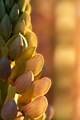 Lupinus Polyphillus Bicolor, Lupin, Lupine