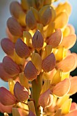 Lupinus Polyphillus Bicolor, Lupin, Lupine