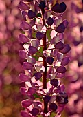 Lupinus Deep Purple   Lupine, Lupin, Bluebonnet