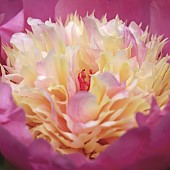 Paeonia lactiflora Bowl of Beauty Peony