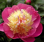 Paeonia lactiflora Bowl of Beauty Peony