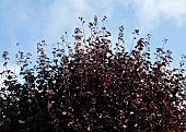 Prunus cerasifera Nigra Black leaved plum