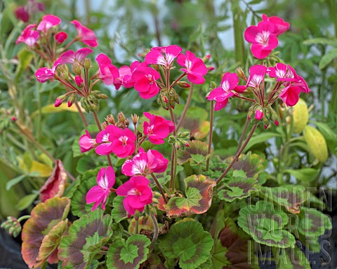 Pelargonium_Zonale__Zonal_Geranium