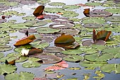 Pond in light woodland in late spring with emerging water lily flowers