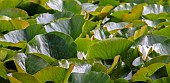 Wild pond in light woodland in spring with emerging water lily flowers