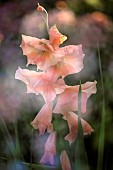 Gladioli Ben Venuto  Perennial Sword Lily