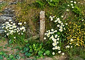 Leucanthemum Vulgare  Oxeye Daisy