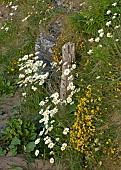 Leucanthemum Vulgare  Oxeye Daisy