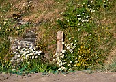 Leucanthemum Vulgare  Oxeye Daisy