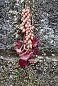 Red leaf Sedum Stonecrop