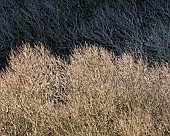 View of tree tops across the valey showing some in bright light and some in deep shade in late winter.