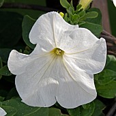 Calystegia sepium  common Hedge bindweed