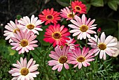 Perennial Argyranthemum Frutescens  Marguerite, Marguerite Daisy, or Dill daisy