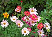 Perennial Argyranthemum Frutescens  Marguerite, Marguerite Daisy, or Dill daisy