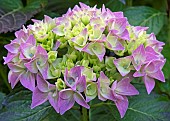 Hydrangea Macrophylla  Hortensia