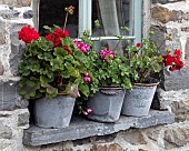 Annual red and pink Zonal Pelargoniums in three grey galvanised buckets as a feature sitting on window cill
