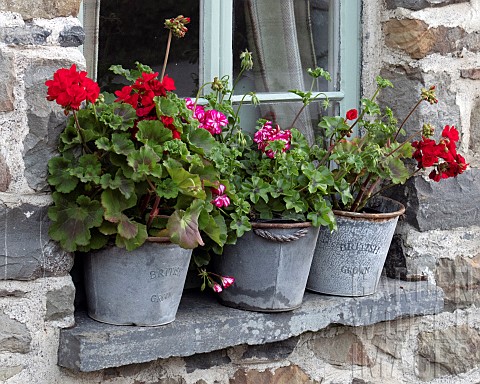 Annual_red_and_pink_Zonal_Pelargoniums_in_three_grey_galvanised_buckets_as_a_feature_sitting_on_wind