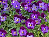 Annual  Viola x Wittrockiana Pansy