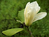 Magnolia Denudata Yellow River