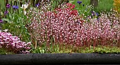 Saxifraga Urbium London Pride