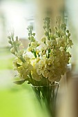 Vase of Matthiola Double  Night Scented Stocks