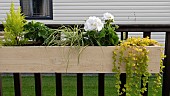 Decking area with balustrade with containers including wood planters holding shrubs perennials and annual flowers