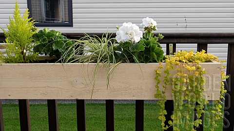 Decking_area_with_balustrade_with_containers_including_wood_planters_holding_shrubs_perennials_and_a