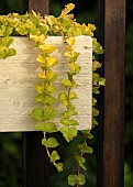 Lysimachia Nummularia Aurea Golden creeping Jenny