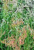 Light woodland hedgerows with wild grass starting to flower in late spring