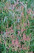 Light woodland hedgerows with wild grass starting to flower in late spring