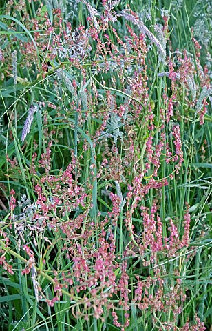 Light_woodland_hedgerows_with_wild_grass_starting_to_flower_in_late_spring