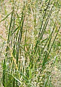 Light woodland hedgerows with wild grass starting to flower in late spring