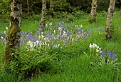 Light woodland with with bluebels in late spring