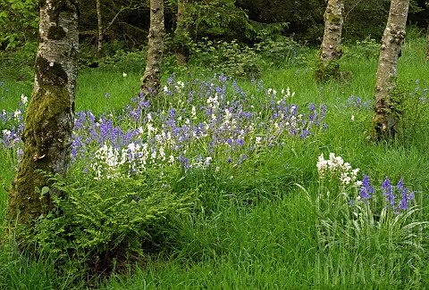 Light_woodland_with_with_bluebels_in_late_spring