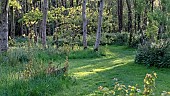 Light woodland in dappled sun and shade with grass mown broad walks in late spring