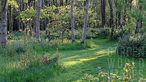 Light_woodland_in_dappled_sun_and_shade_with_grass_mown_broad_walks_in_late_spring